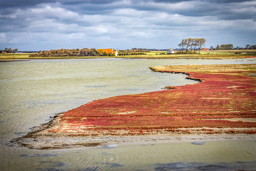 Naturschutzgebiet De Schelphoek