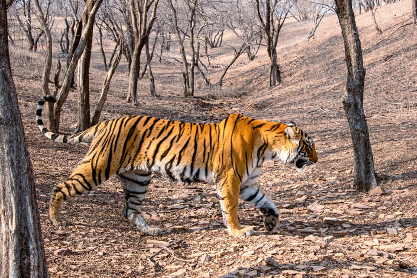 Ranthambhore Nationalpark