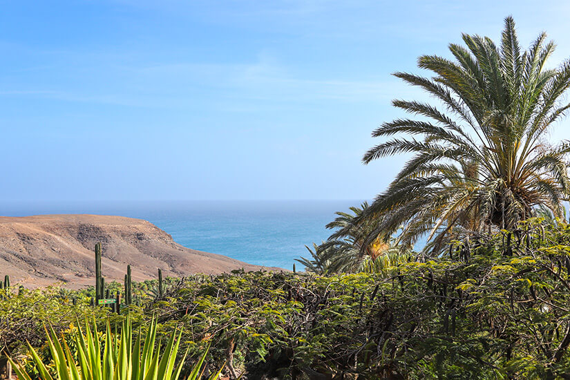 Oasis Wildlife Fuerteventura