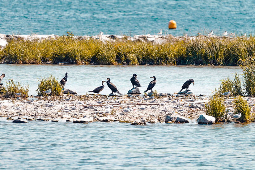 Ile aux Oiseaux