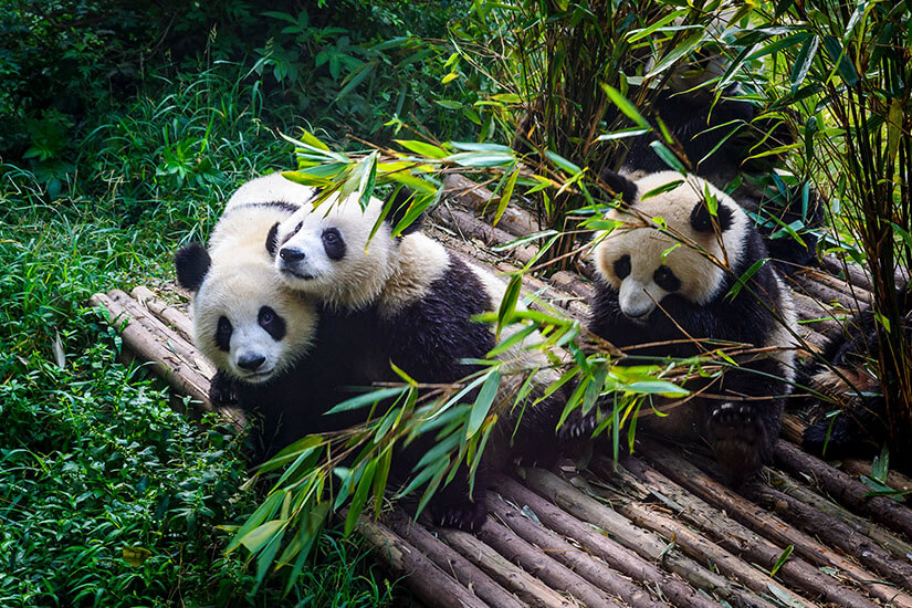 Pandas Chengdu Forschungsbasis