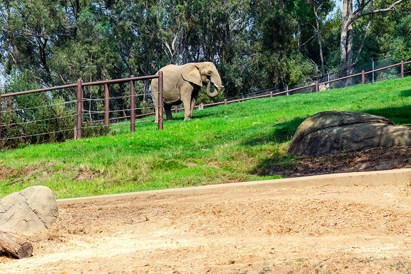 Oakland Zoo Elefant