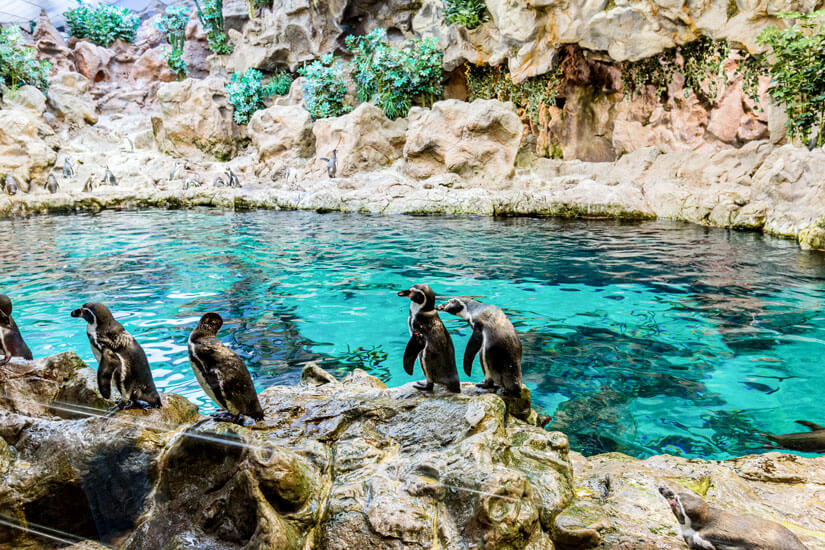 Loro Parque Pinguine