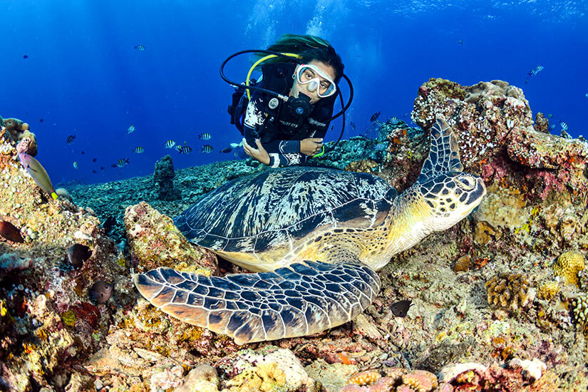 Tauchen Aegypten Schildkroete