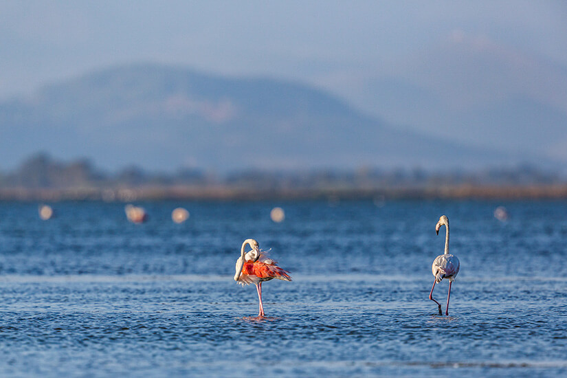 Griechenland Flamingos