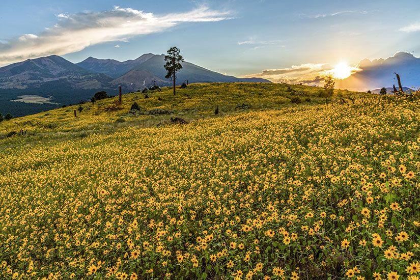 Arizona Leary Peak