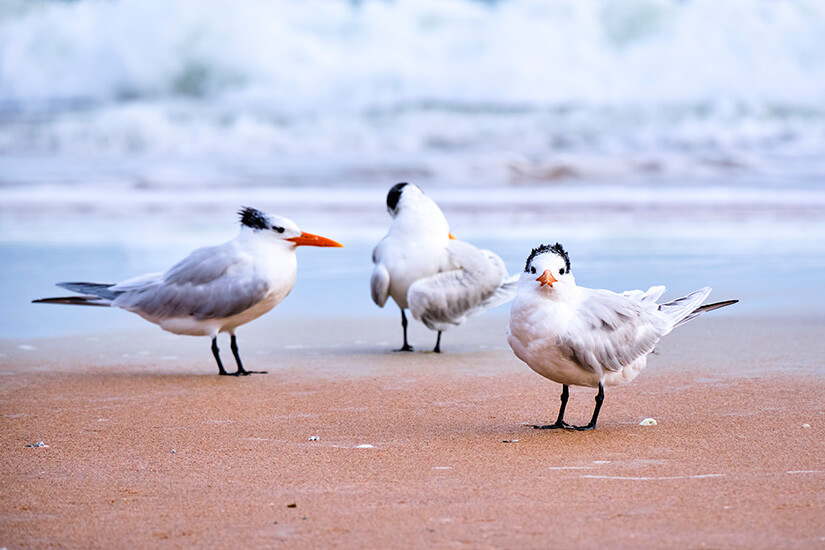 Florida Ormond Beach