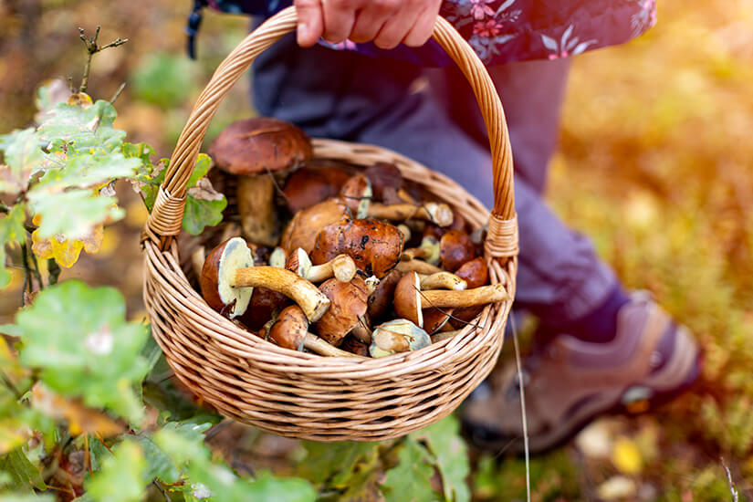 Tschechien Pilze sammeln