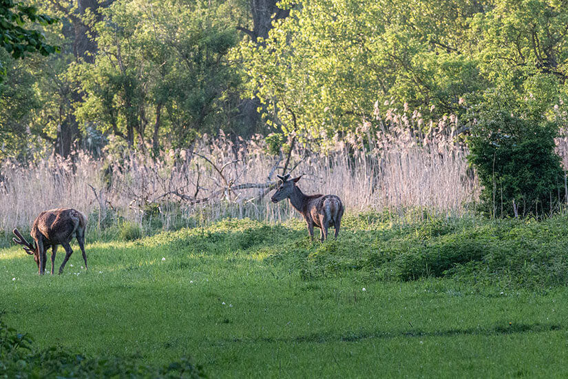 Naturpark Lelystad