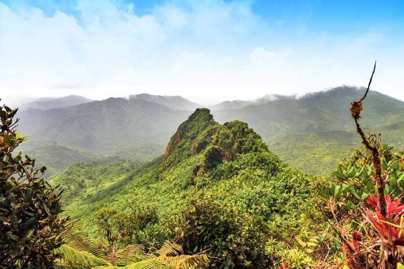 El Yunque Regenwald